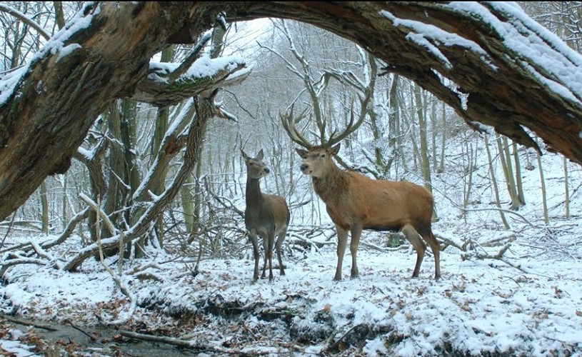 Ultimul film al lui Wajda şi Ursul de Aur, la Ceau, Cinema!