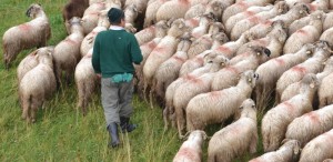 Expoziție despre păstoritul tradițional la Muzeul Țăranului Român