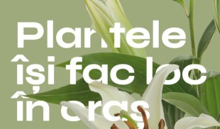 Târgul botanic Club Clorofila: evenimentul care aduce la un loc pasionații de flori și plante cu artiști, producători și comercianți locali