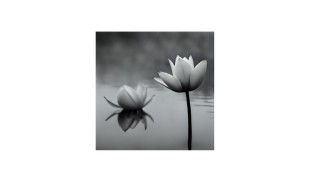 Trucuri simple pentru fotografii artistice cu telefonul mobil