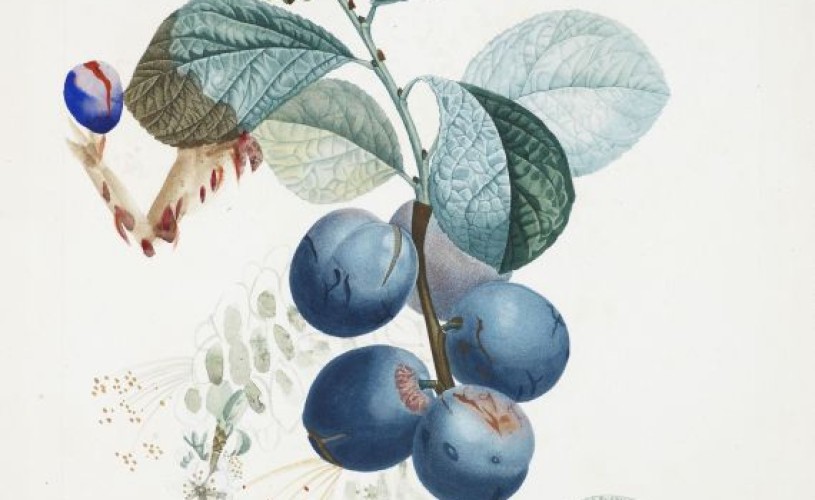 GALERIE FOTO Acuarele botanice rare, de Salvador Dali, vândute la licitaţie cu peste 1 milion de dolari