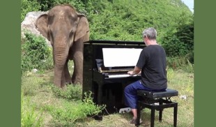 Un elefant orb și foarte bătrân cu niște gusturi fine