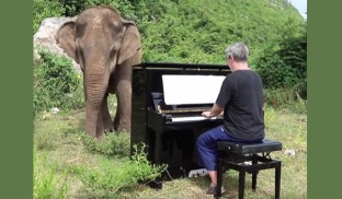 Un elefant orb și foarte bătrân cu niște gusturi fine