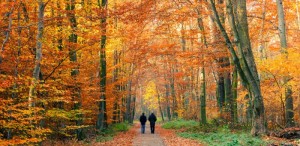 Top 10 romane cu povești de toamnă