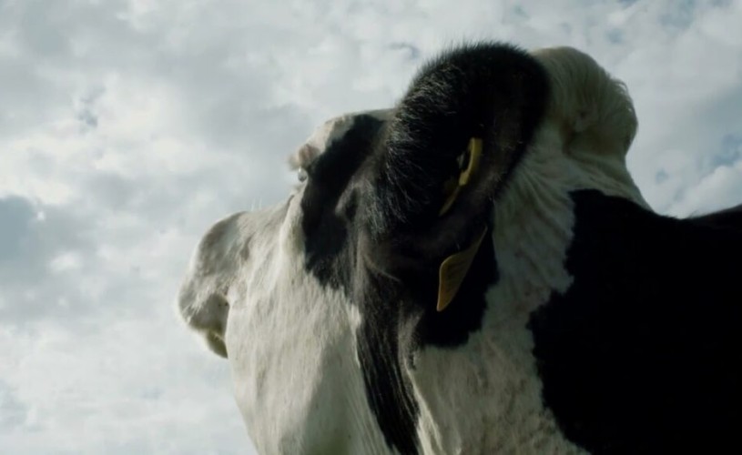 #FilmeDeCannes. „Cow” – Viaţă de vacă