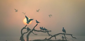 Miniseria „România sălbatică”, din 12 mai pe HBO Max