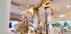 Art Safari și Antipa fac schimb de exponate pentru o săptămână și găzduiesc expoziții temporare simultane