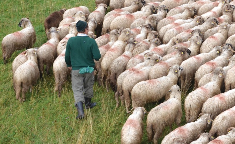Expoziție despre păstoritul tradițional la Muzeul Țăranului Român