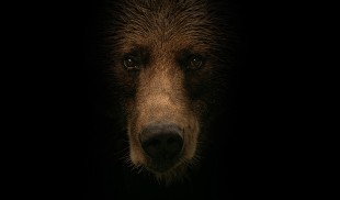 „La NORD de cuvinte”, fotografie despre natura și viața sălbatică de lângă Polul Nord