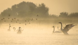 Expoziția „Delta Sălbatică” își începe itinerarea internațională la ICR Madrid