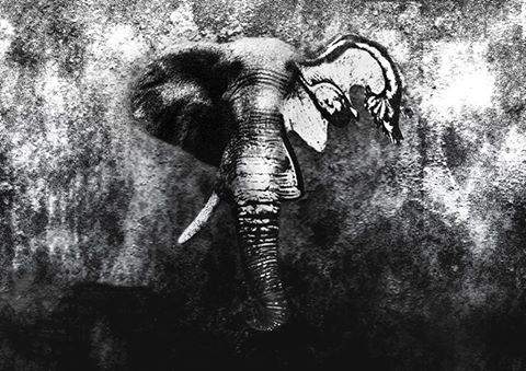 Elefantul din camera 