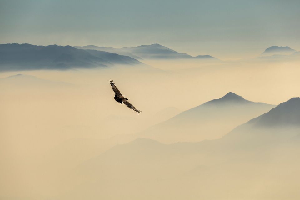 Condor în Anzi. Foto: Joao Paulo Barbosa